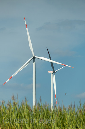 00A250819D321CAROEX.JPG