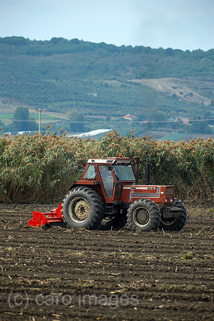 00A240924D003CAROEX.JPG