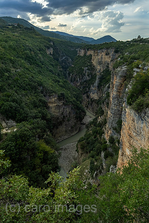 00A240925D2482CAROEX.JPG