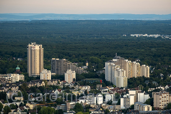 00A250817D711CAROEX.JPG