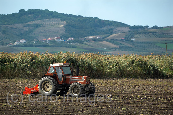 00A240924D005CAROEX.JPG