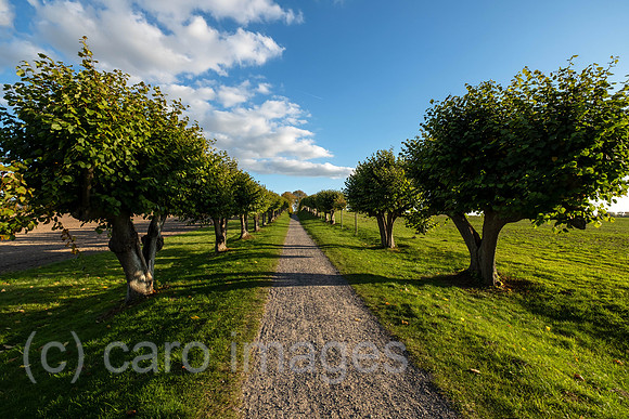 00A221012D228CAROEX.JPG