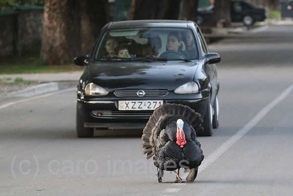 00S190923D061CAROEX.JPG