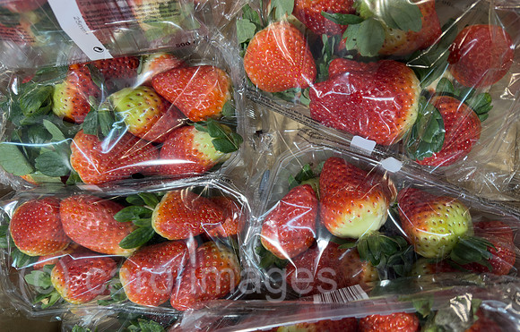 00A260213D002CAROEX.JPG