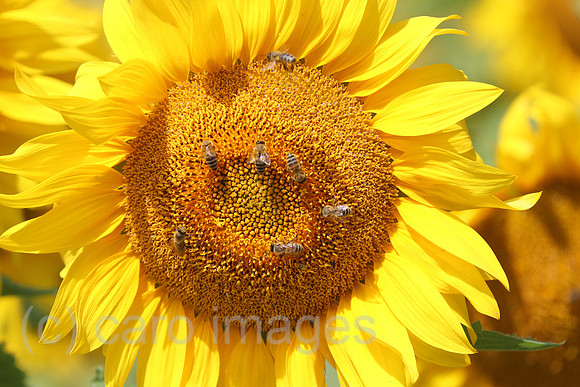 00S240714D144CAROEX.JPG