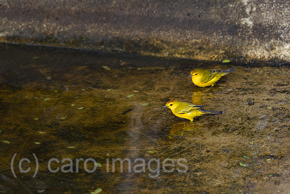 00S241219D267CAROEX.JPG