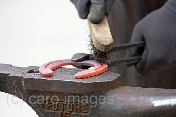 00S250406D346CAROEX.JPG