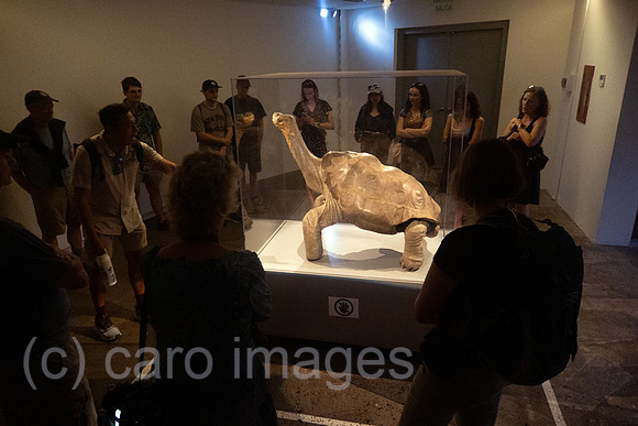 00S241217D252CAROEX.JPG