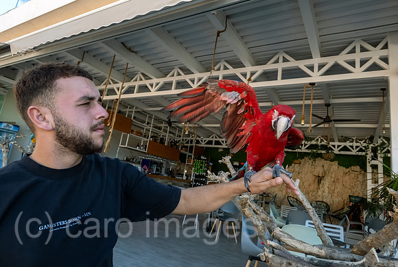 00A240930D962CAROEX.JPG