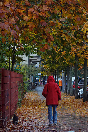 00S221018D070CAROEX.JPG