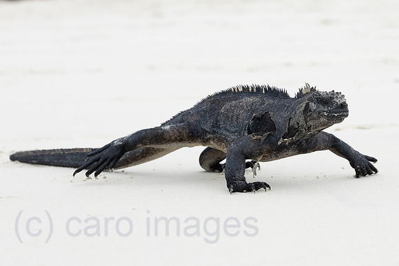 00S241216D239CAROEX.JPG