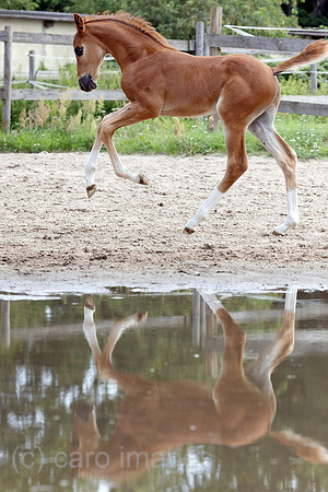 00S250727D908CAROEX.JPG