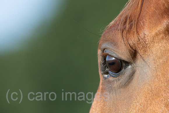 00S250811D033CAROEX.JPG