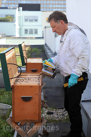 00S250425D543CAROEX.JPG
