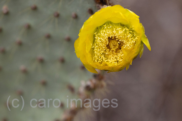 00S241216D314CAROEX.JPG