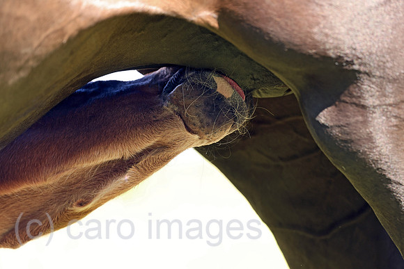 00S250531D663CAROEX.JPG