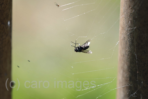 00S250620D809CAROEX.JPG