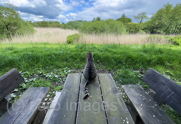 Deutschland, Bremen - Hauskatze auf einem Picknick-Tisch schaut in die Landschaft, Landschaftsschutzgebiet, Grenze zu Niedersachsen