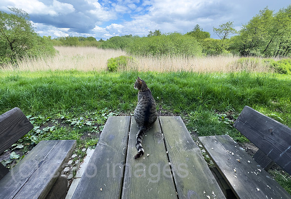 Deutschland, Bremen - Hauskatze auf einem Picknick-Tisch schaut in die Landschaft, Landschaftsschutzgebiet, Grenze zu Niedersachsen