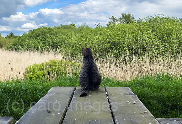 Deutschland, Bremen - Hauskatze auf einem Picknick-Tisch schaut in die Landschaft, Landschaftsschutzgebiet, Grenze zu Niedersachsen