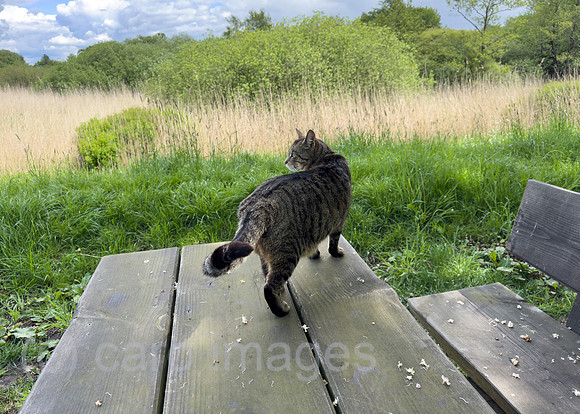 Deutschland, Bremen - Hauskatze auf einem Picknick-Tisch schaut in die Landschaft, Landschaftsschutzgebiet, Grenze zu Niedersachsen