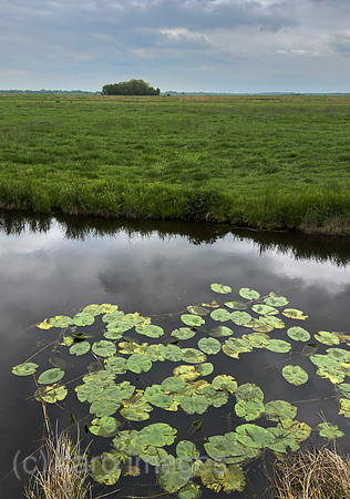 Deutschland, Bremen - Seerosen in einem Graben im Landschaftsschutzgebiet Blockland