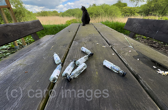 Deutschland, Bremen - leere, kleine Schnapsflaschen vermutlich vom Vatertag auf einem Picknick-Tisch, hinten eine Katze