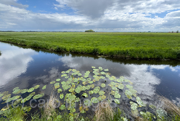 Deutschland, Bremen - Seerosen in einem Graben im Landschaftsschutzgebiet Blockland