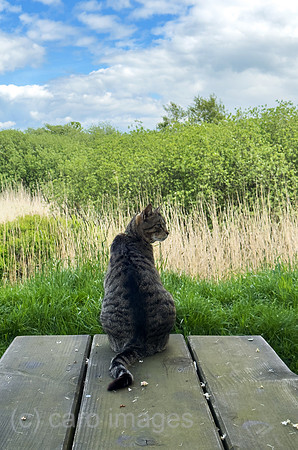 Deutschland, Bremen - Hauskatze auf einem Picknick-Tisch schaut in die Landschaft, Landschaftsschutzgebiet, Grenze zu Niedersachsen