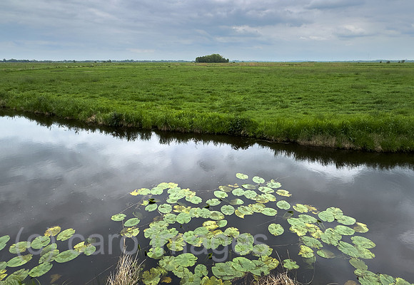 Deutschland, Bremen - Seerosen in einem Graben im Landschaftsschutzgebiet Blockland