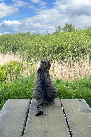 Deutschland, Bremen - Hauskatze auf einem Picknick-Tisch schaut in die Landschaft, Landschaftsschutzgebiet, Grenze zu Niedersachsen