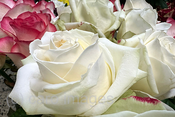 00S240323D773CARO.JPG