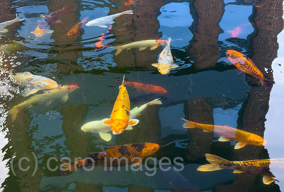 00A250420D004CAROEX.JPG