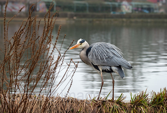Berlin, Deutschland - Graureiher am Engelbecken
