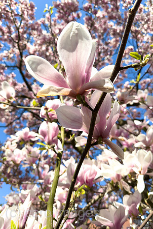 00A250408D041CAROEX.JPG