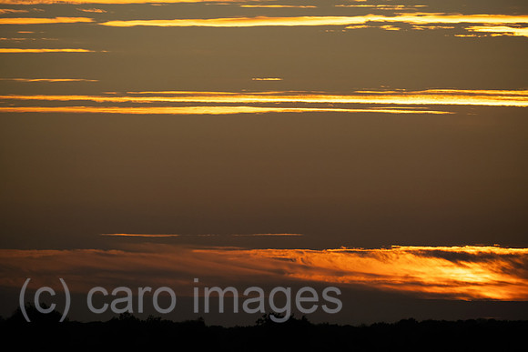 00A221012D298CAROEX.JPG