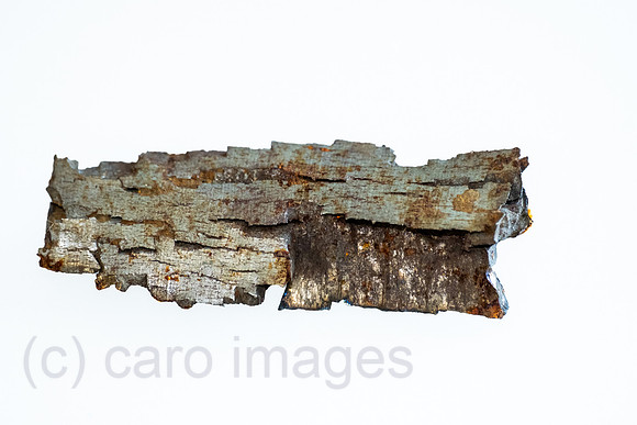 00A250402D117CAROEX.JPG