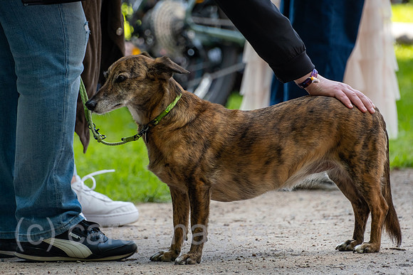 Deutschland, Hamburg - Hund (Promenadenmischung mit Anteil Windhut und Dackel) und Herrchen bei einer Veranstaltung