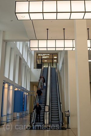 00A230519D126CAROEX.JPG