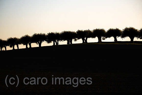 00A221012D277CAROEX.JPG