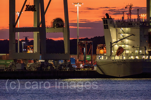 00A220831D541CAROEX.jpg