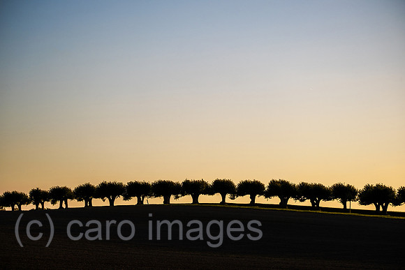 00A221012D284CAROEX.JPG