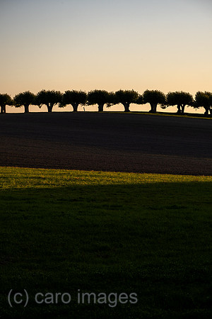 00A221012D287CAROEX.JPG