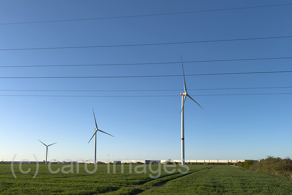 00A250412D001CAROEX.JPG
