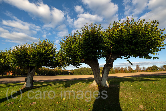 00A221012D237CAROEX.JPG