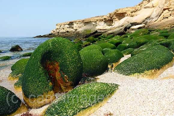 00S190722D016CAROEX.JPG