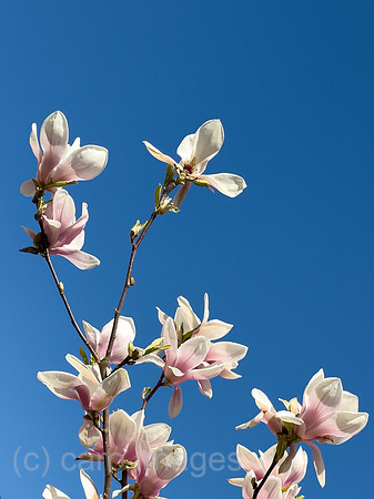 00A250408D052CAROEX.JPG