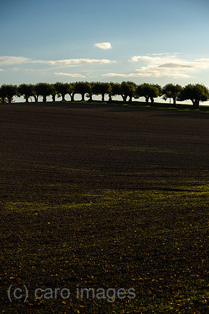 00A221012D219CAROEX.JPG
