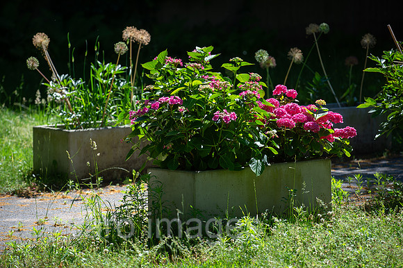 Berlin, Deutschland - Pflanzkuebel aus Beton mit Rhododendren, Zierlauch und anderen Pflanzen