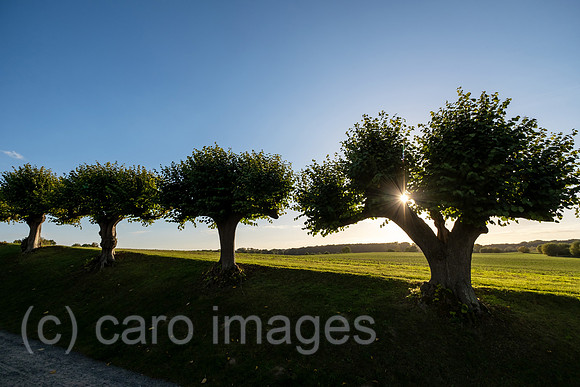 00A221012D244CAROEX.JPG